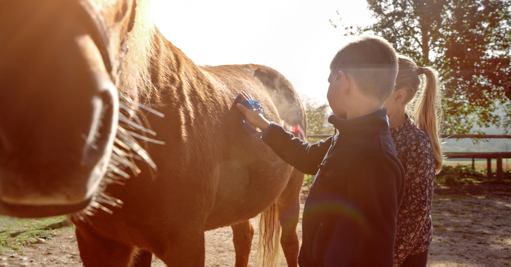 Children brushing horse